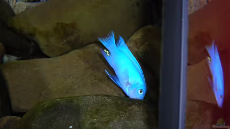 Besatz im Aquarium Becken 3512 von Marcel Hoppe (9)