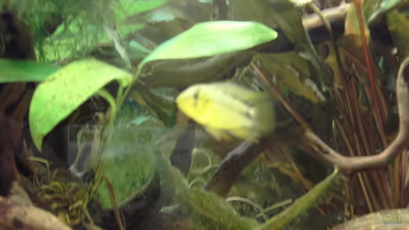 Besatz im Aquarium Becken 3522 von -=Diskus-Fan=- (13)