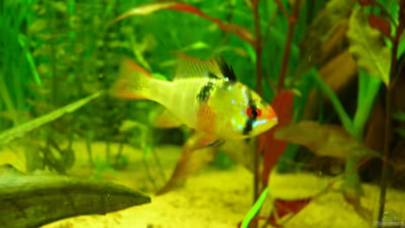 Besatz im Aquarium Becken 3526 von Burgherr (16)