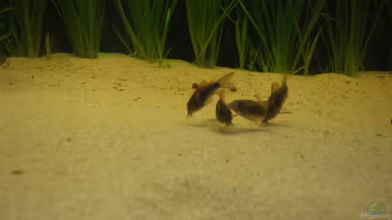 Besatz im Aquarium Becken 3526 von Burgherr (17)