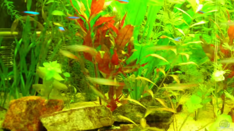Besatz im Aquarium Becken 3526 von Burgherr (18)