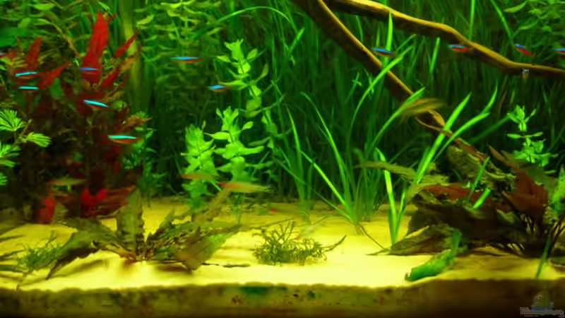 Besatz im Aquarium Becken 3526 von Burgherr (19)