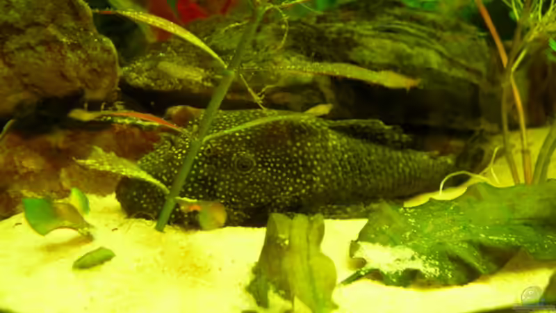 Besatz im Aquarium Becken 3526 von Burgherr (20)