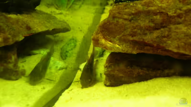 Besatz im Aquarium Becken 3526 von Burgherr (21)