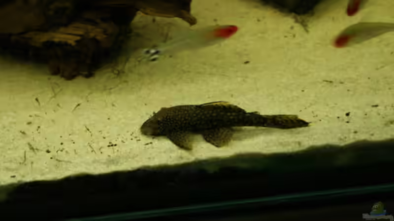 Besatz im Aquarium Becken 3526 von Burgherr (23)