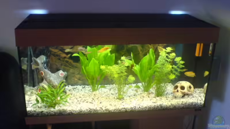 Besatz im Aquarium Becken 3532 von Heiko Kunzweiler (15)