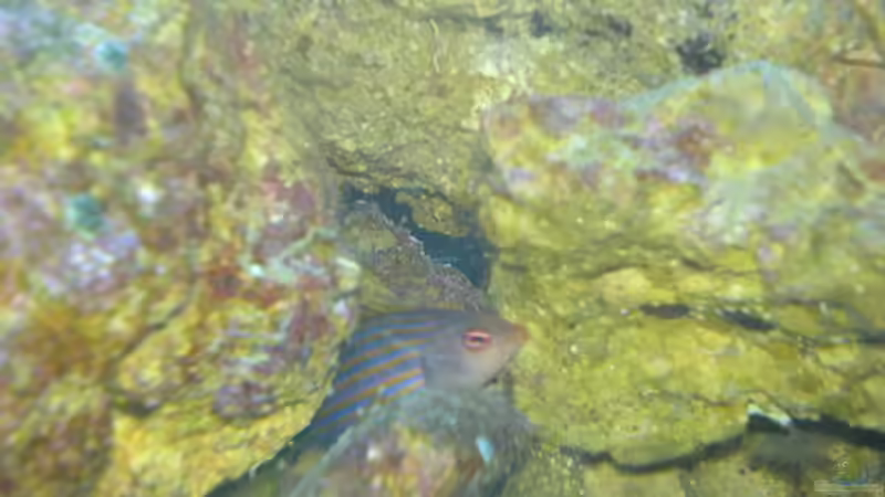 Besatz im Aquarium Becken 3532 von Heiko Kunzweiler (17)