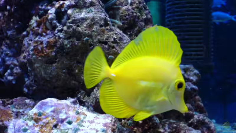 Besatz im Aquarium Becken 3532 von Heiko Kunzweiler (18)