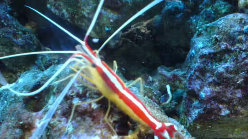 Besatz im Aquarium Becken 3532 von Heiko Kunzweiler (19)