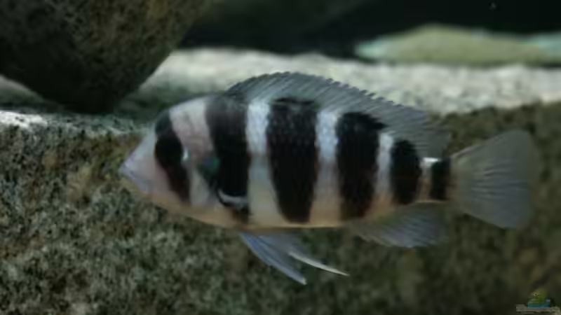 Besatz im Aquarium Becken 356 von Markus S. Sorgatz (4)