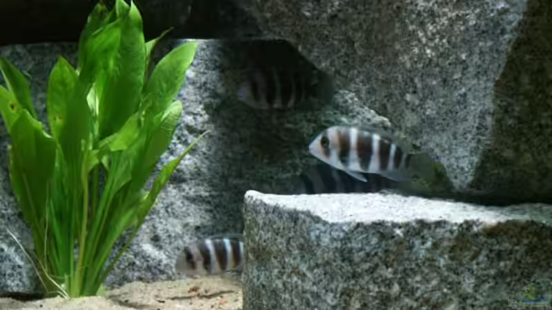 Besatz im Aquarium Becken 356 von Markus S. Sorgatz (5)