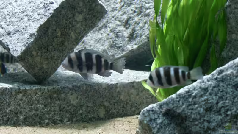 Besatz im Aquarium Becken 356 von Markus S. Sorgatz (6)