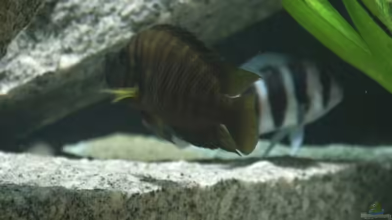 Besatz im Aquarium Becken 356 von Markus S. Sorgatz (7)