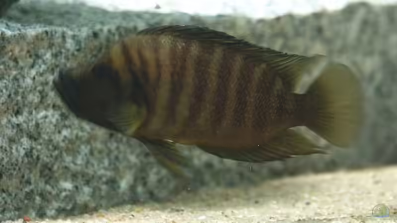 Besatz im Aquarium Becken 356 von Markus S. Sorgatz (8)