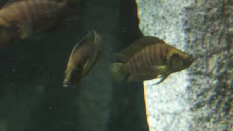 Besatz im Aquarium Becken 356 von Markus S. Sorgatz (9)