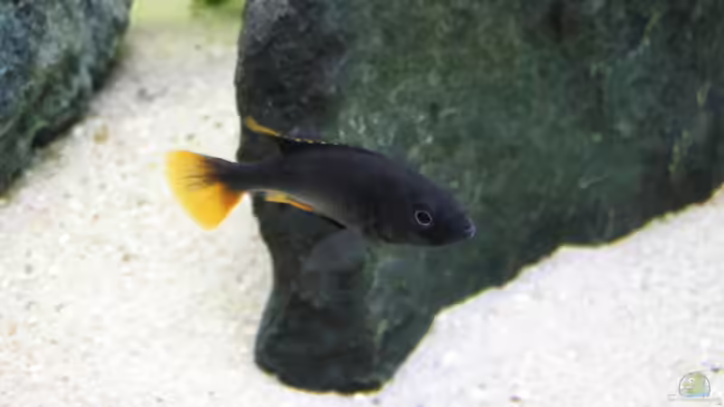 Besatz im Aquarium Becken 3568 von Jeffry Westerhoff (2)