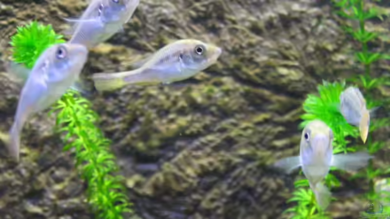 Besatz im Aquarium Becken 3568 von Jeffry Westerhoff (3)