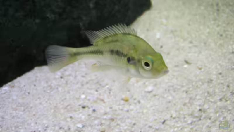 Besatz im Aquarium Becken 3568 von Jeffry Westerhoff (4)