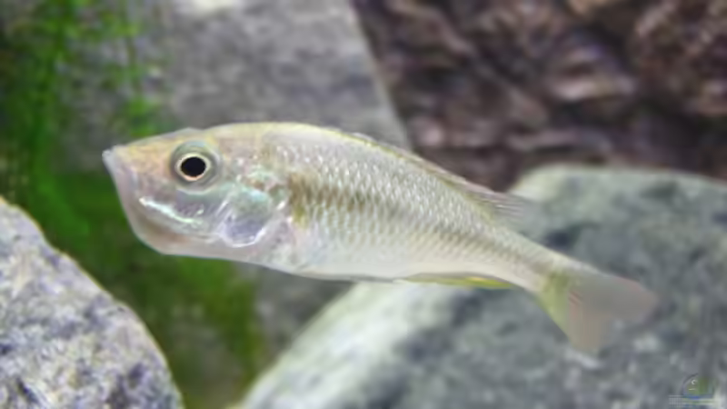 Besatz im Aquarium Becken 3568 von Jeffry Westerhoff (5)