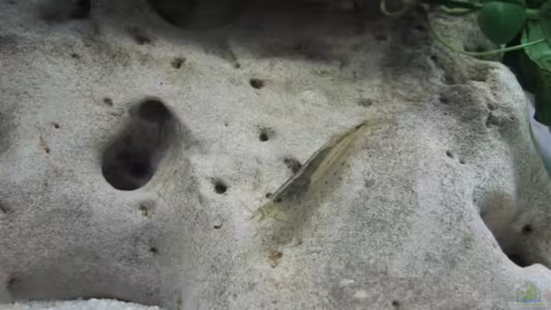 Besatz im Aquarium Becken 357 von Fabian Benner (12)