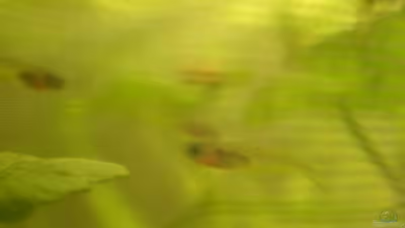 Besatz im Aquarium Becken 3571 von Jasmin (10)