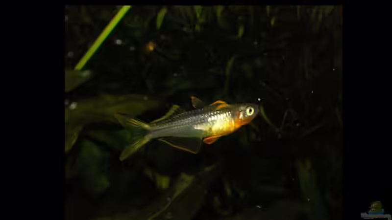 Besatz im Aquarium Becken 3571 von Jasmin (11)