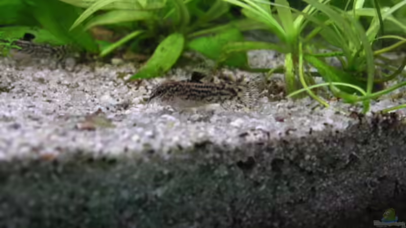 Besatz im Aquarium Becken 3571 von Jasmin (6)