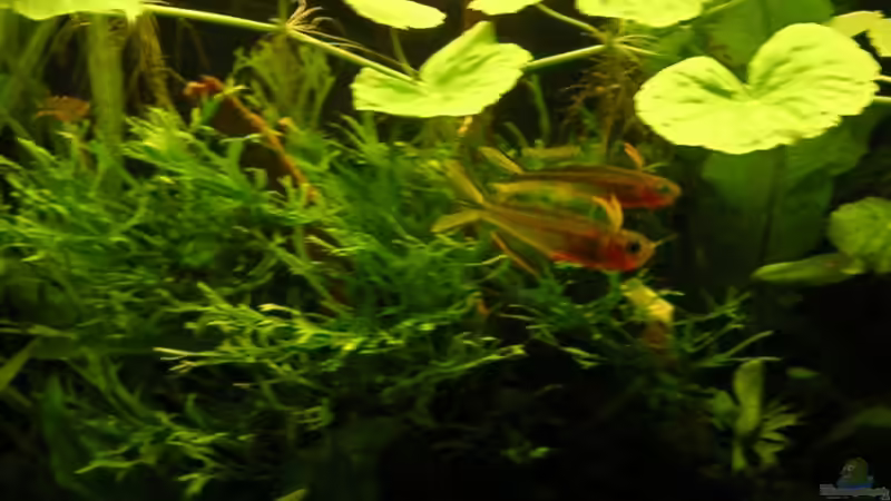 Besatz im Aquarium Becken 3571 von Jasmin (9)