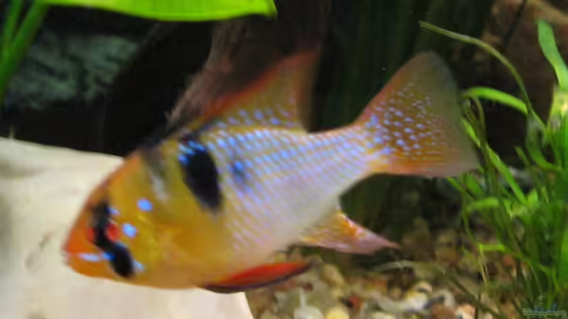 Besatz im Aquarium Becken 3583 von Dryade (10)