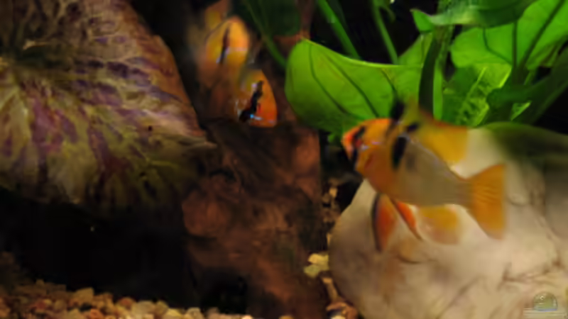 Besatz im Aquarium Becken 3583 von Dryade (11)