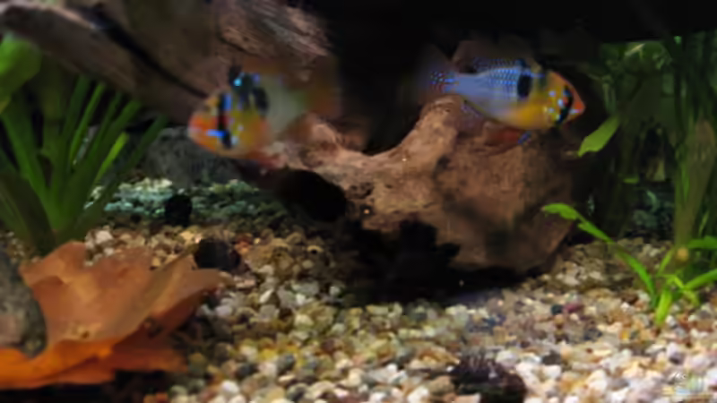 Besatz im Aquarium Becken 3583 von Dryade (7)