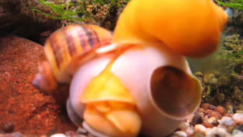 Besatz im Aquarium Becken 3583 von Dryade (8)