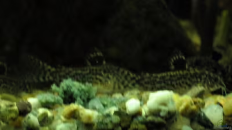 Besatz im Aquarium Becken 3583 von Dryade (9)