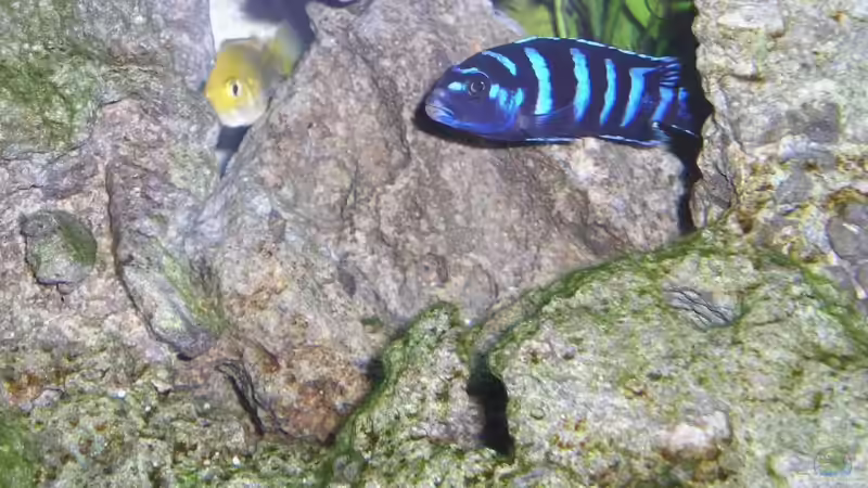 Besatz im Aquarium Becken 3595 von Emanuel Tod (2)