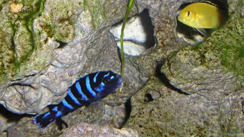 Besatz im Aquarium Becken 3595 von Emanuel Tod (3)