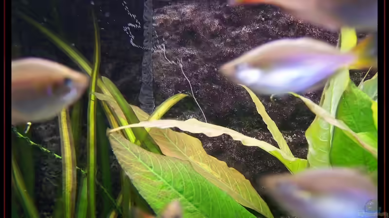 Besatz im Aquarium Becken 3601 von Michael Hofmann (13)