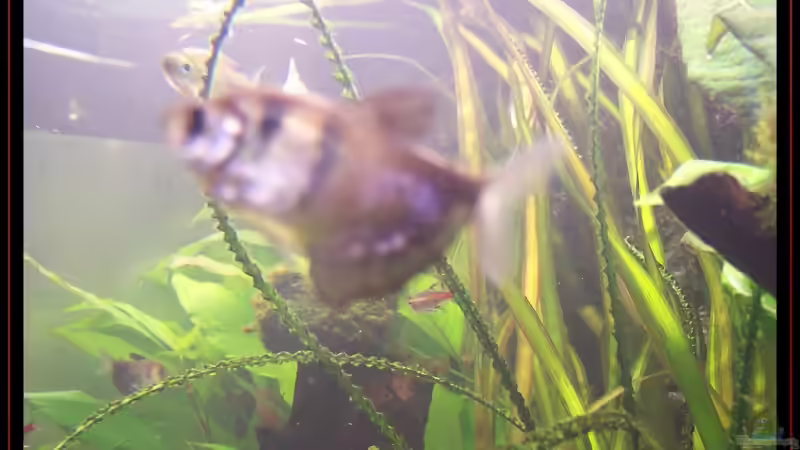 Besatz im Aquarium Becken 3601 von Michael Hofmann (14)