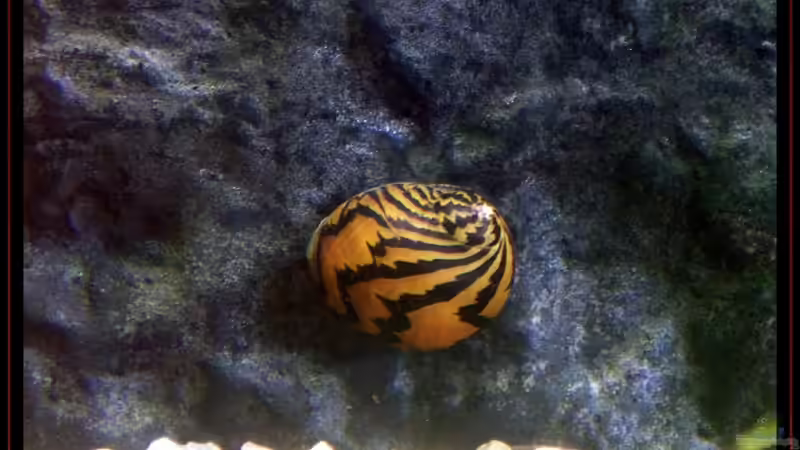 Besatz im Aquarium Becken 3601 von Michael Hofmann (15)