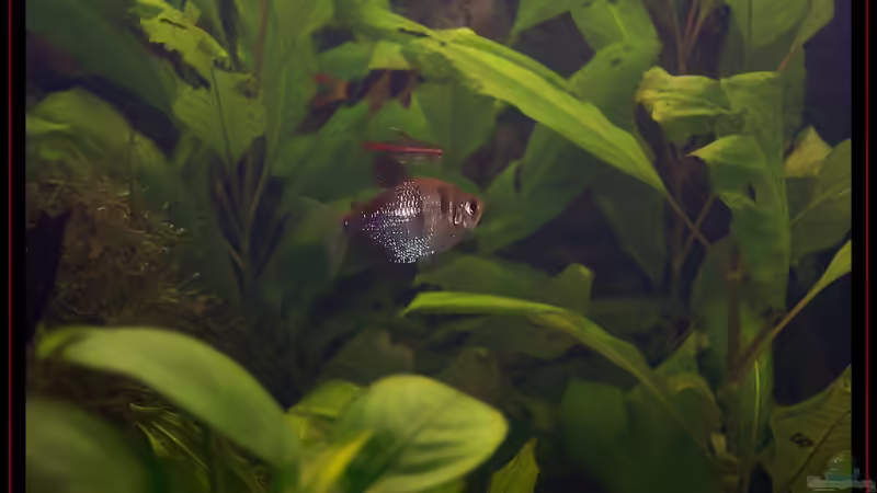 Besatz im Aquarium Becken 3601 von Michael Hofmann (16)