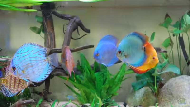 Besatz im Aquarium Becken 3605 von Discusfan (17)