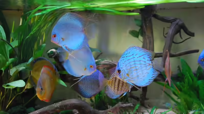 Besatz im Aquarium Becken 3605 von Discusfan (18)