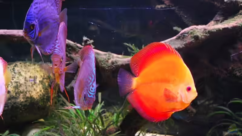 Besatz im Aquarium Becken 3605 von Discusfan (24)