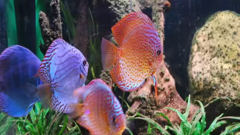 Besatz im Aquarium Becken 3605 von Discusfan (25)