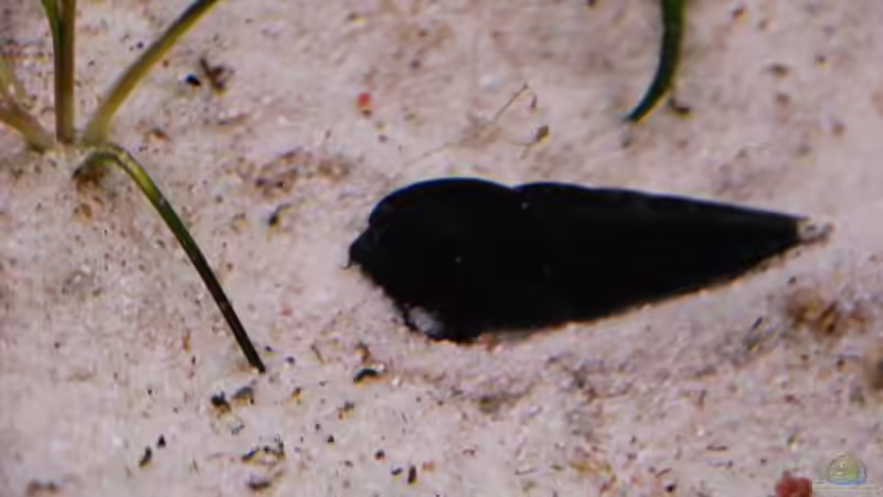 Besatz im Aquarium Becken 3605 von Discusfan (30)