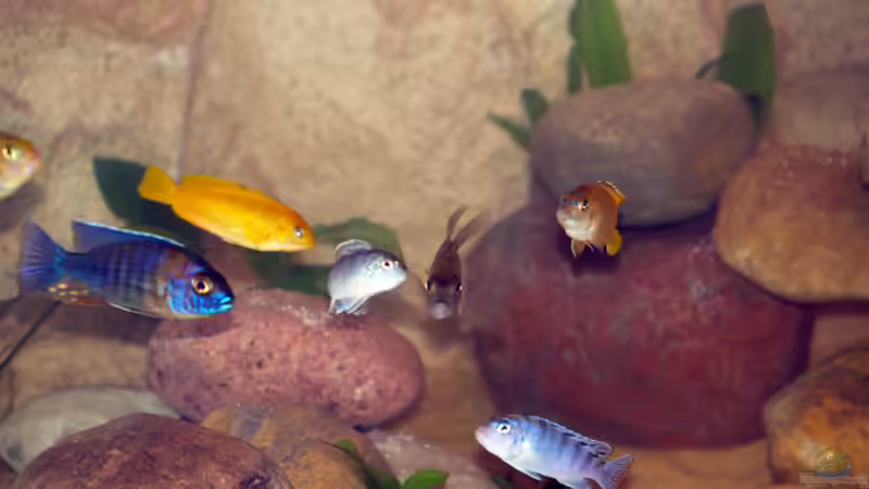 Besatz im Aquarium Becken 3611 von Nicole Schmidt (5)