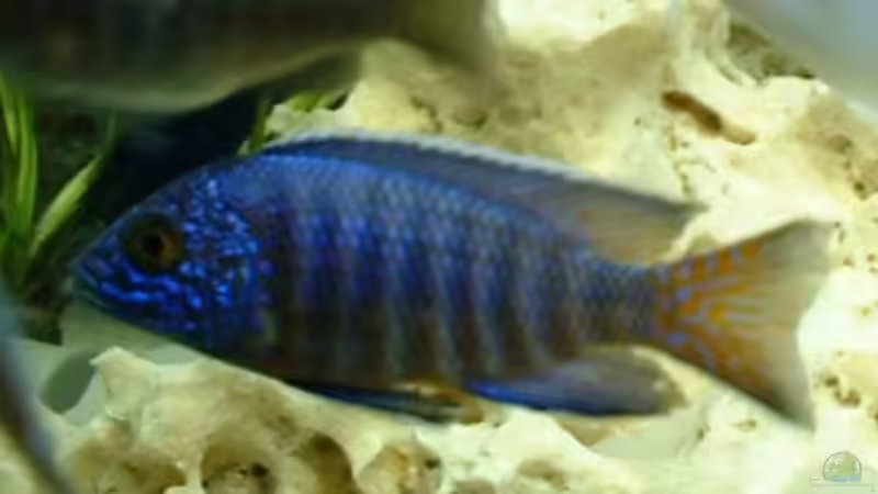 Besatz im Aquarium Becken 362 von Lutz Rall (10)