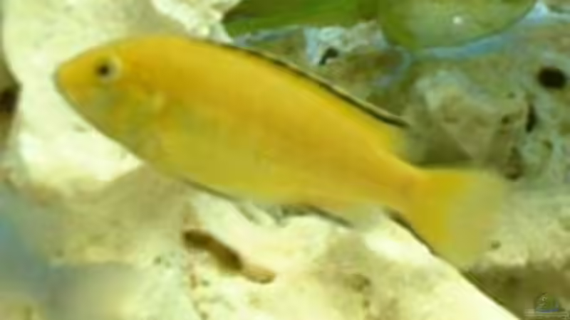 Besatz im Aquarium Becken 362 von Lutz Rall (11)