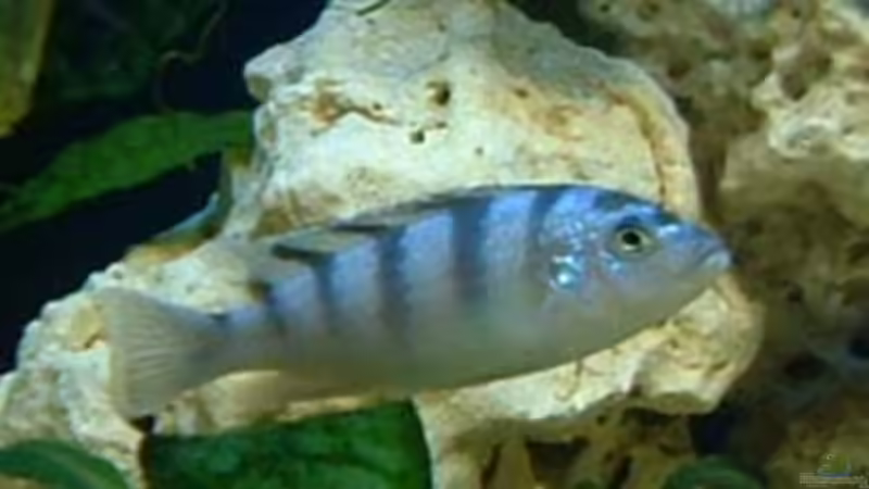 Besatz im Aquarium Becken 362 von Lutz Rall (9)