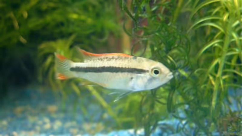 Besatz im Aquarium Becken 3622 von Hans-Peter Kröher (16)