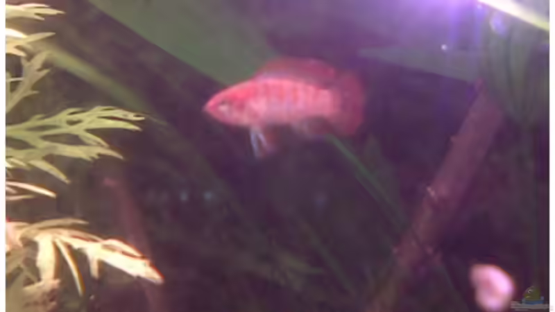 Besatz im Aquarium Becken 3628 von Sabrina Sommer (6)